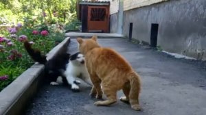 Котобой