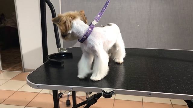 Бивер йорк после комплекса услуг смотреть онлайн