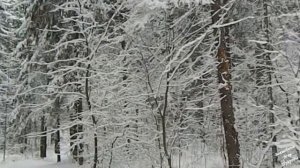 Снегопад в Лесу! Волшебная красота! (Заснеженные деревья, Шум леса, Звуки природы)
