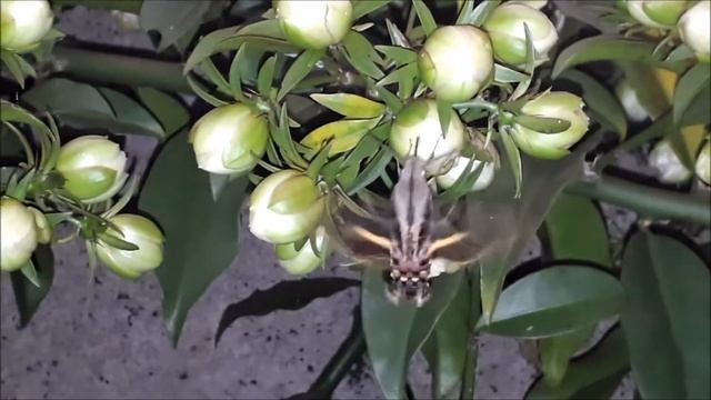 Ora pro nobis (Pereskia aculeata) Atraindo um inseto raro смотреть онлайн