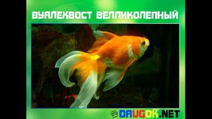 Вуалехвост велликолепный