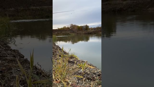 Платная рыбалка, пруд Чёрные камни 19.10.21. Форель. смотреть онлайн