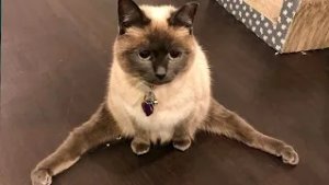 Funny And Cute Pets Doing Funny Things - Cats ? And Dogs ? Reactions ?