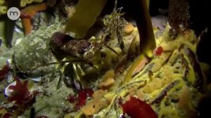 Подводные леса Африки.