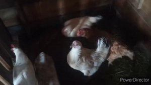 Пилим горбыль. Обход хозяйства). Как всегда домашняя еда, вкусно и очень просто)
