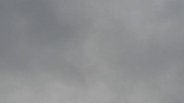 Николаеаские голуби.Вот такие зимние полёты.