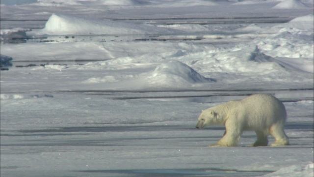 Белый медведь: Шпион во льдах 2 серия (документальный сериал, 2010)