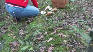 Лисички, грузди, опята в конце сентября 2021, Адербиевка, Горный, грибы на черноморском побережье