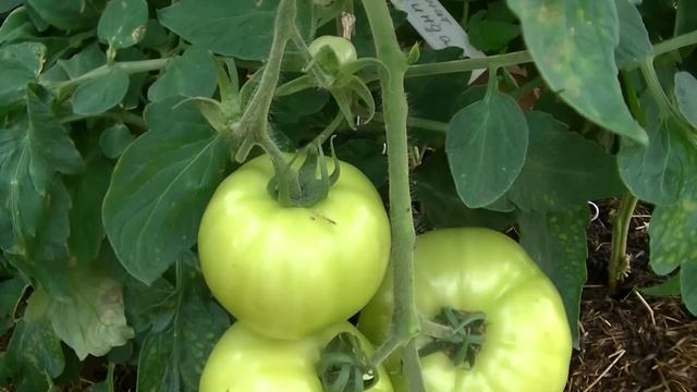 Перец. Подкормка в начале августа для лучшего налива плодов. Калиевая селитра. смотреть онлайн