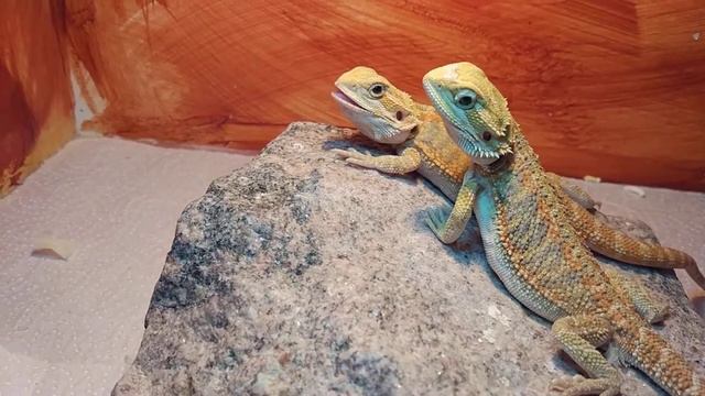 Агама обожралась до отрыжки смотреть онлайн