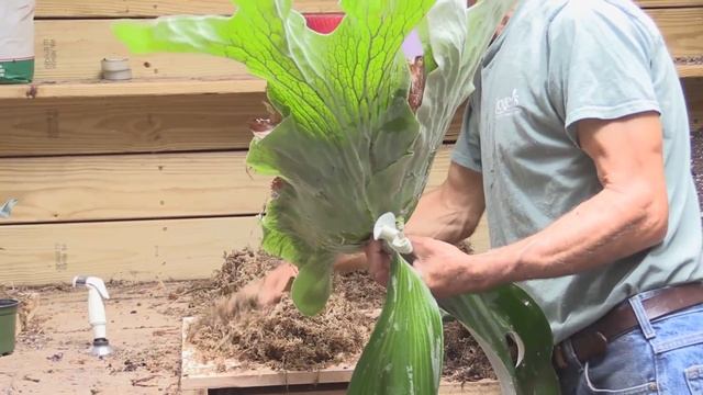 How to Divide and Mount a Staghorn Fern (Platycerium andinum) смотреть онлайн