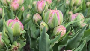 DOUBLE SURPRISE | TULIPS | SPRING FLOWERS