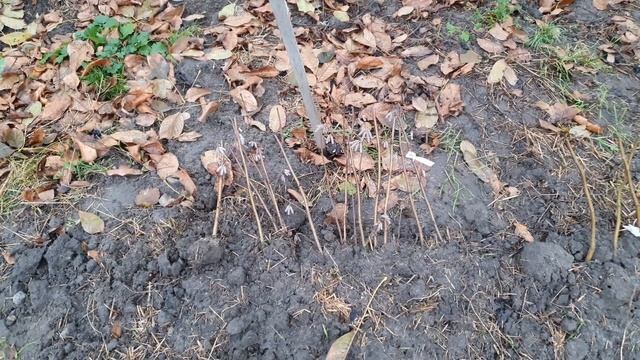 ФУНДУК ПОСАДКА. Всё зависит от Вас!!! 2023 ??? смотреть онлайн