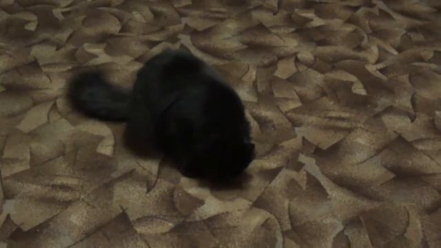 Митя Кувырок