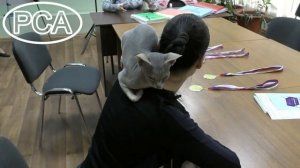 Кошка канадский сфинкс голубой агути. Выставка кошек PCA on-line.