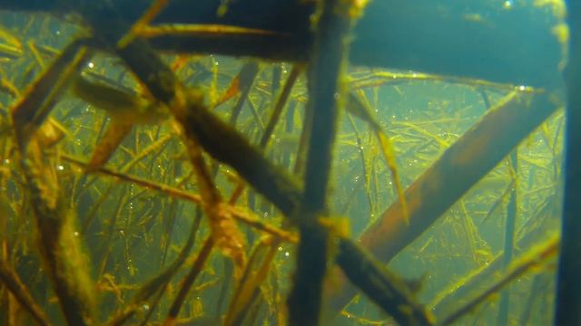 Yabani lepistes Gambusia Natural Habitat ( Gambusya ) смотреть онлайн