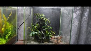 Запуск креветочника.