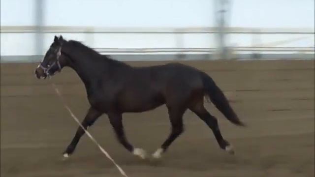 Sir Archie 27/03/14 смотреть онлайн