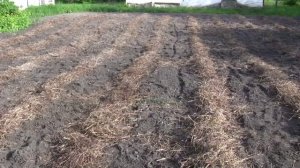 Мульчирование соломой и подготовка к высадке рассады.