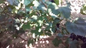 виноград Днепровский сувенир на 11.08. 2021 г.