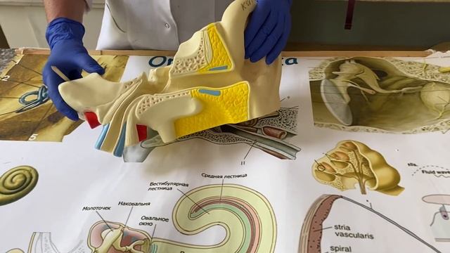 Орган слуха и равновесия. Наружное и среднее ухо. смотреть онлайн