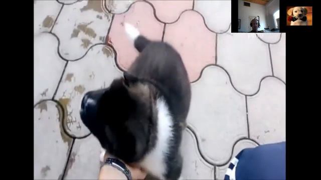 🐕+AKITA AMERICANO o GRAN PERRO JAPONES,🐕blanco,negro,atacandocachorro,hembra,caracteristicas,puppy смотреть онлайн