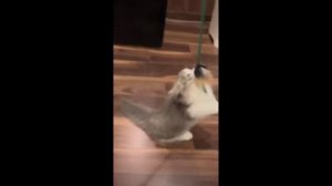 😻🐶Очень смешные моменты с кошками и собаками😻🐶Funny cats and dogs😻🐶№ 3