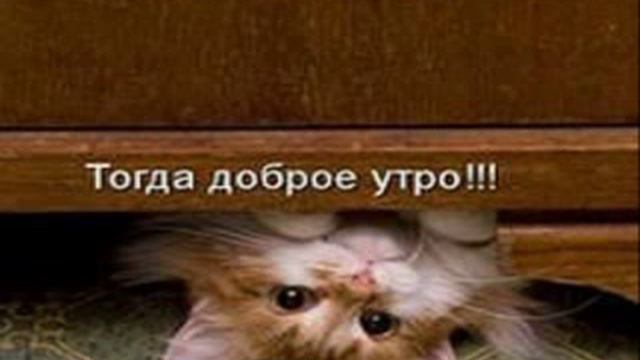 801 ютюб приколы видео +с животными