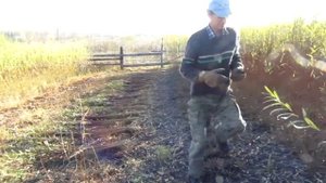 Уборка плантации ивы