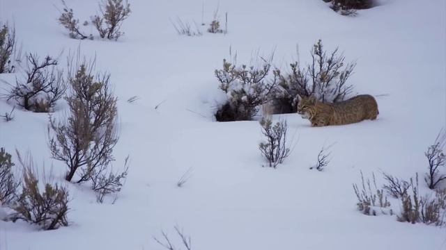 Вот как Рысь охотится в ВОДЕ! Лучшие тактики против Птиц, Змей и даже Акул! смотреть онлайн