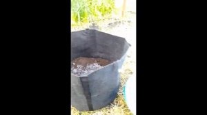 Посадка винограда в текстильный горшок с применением гидрогеля #shorts