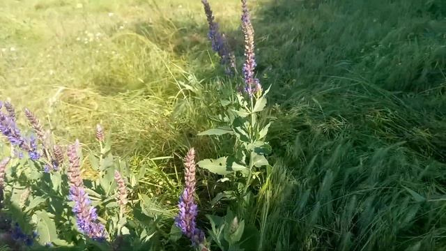 Шалфей Луговой - Лекарственные растения. Лечебные травы