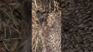 Задняя нога ежика