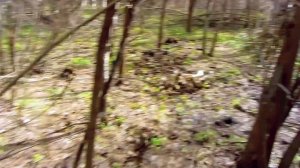 Прогулки с егерем. Эффективная защита от клещей. Встреча с гадюкой и другими