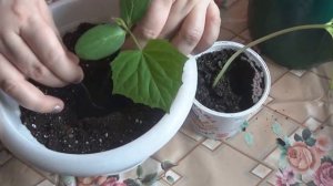 Окучивать огурцы или нет?