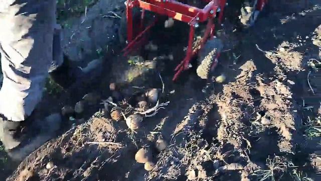 Картофелекопалка к мотоблоку МТЗ 09Н в работе смотреть онлайн