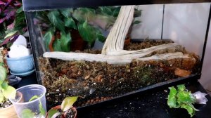 DIY 'Rare' Plant Fish Tank Terrarium!!