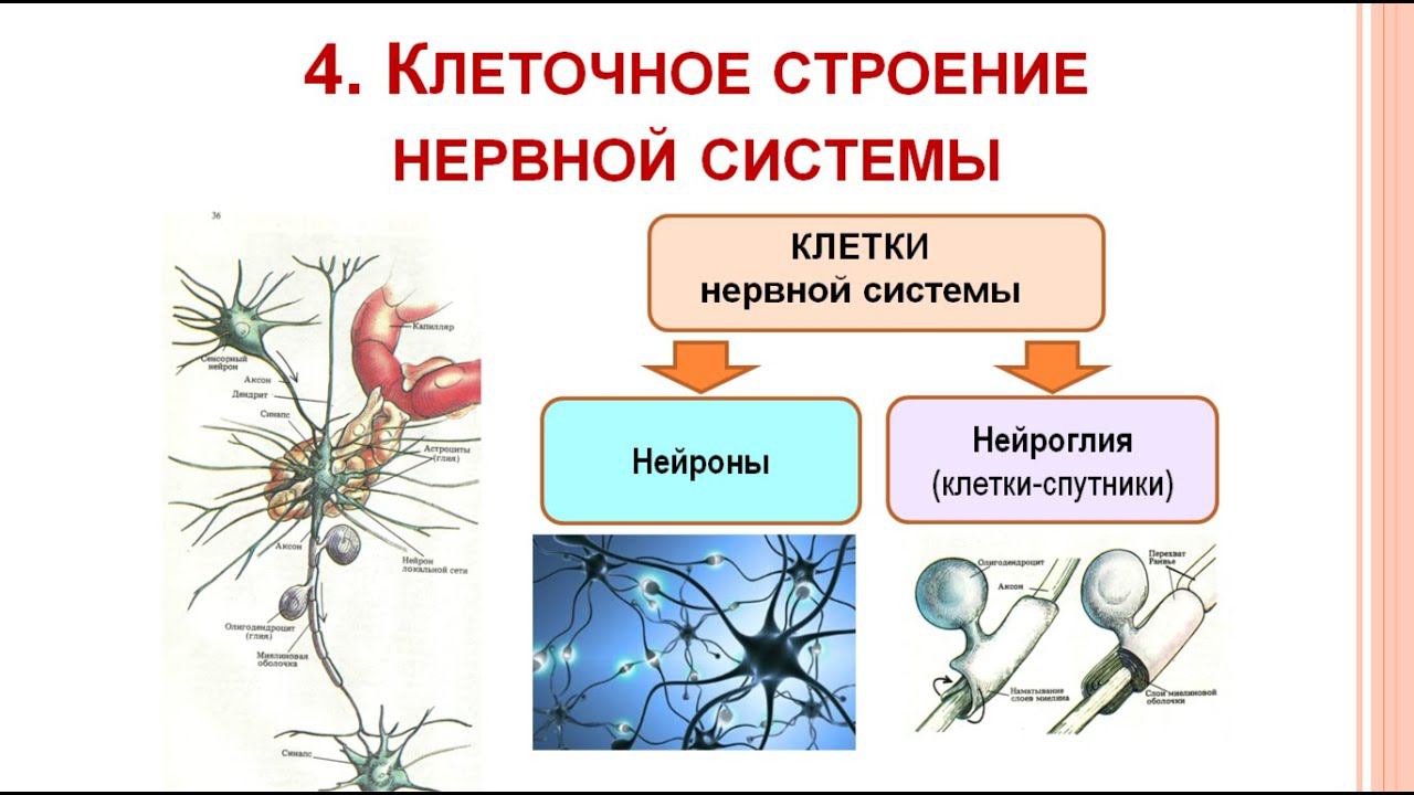 Клеточное строение нервной системы_04