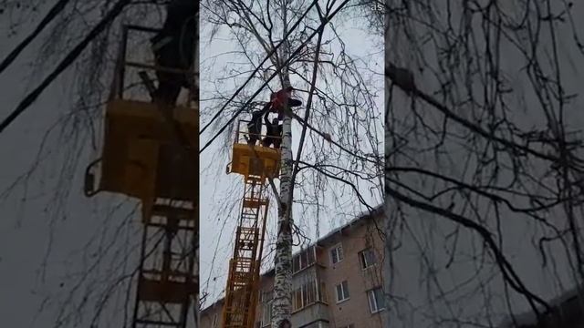 В Подмосковье девушка застряла на дереве, пытаясь спасти кота