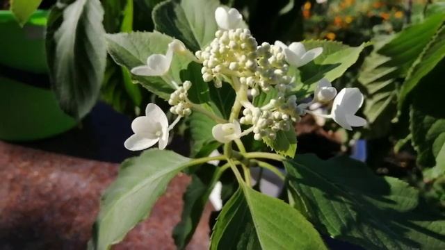 ГОРТЕНЗИЯ ЛЕВАНА (Levana). АВГУСТ... СЕНТЯБРЬ. смотреть онлайн