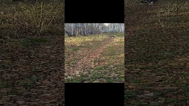 Мой ласковый и нежный зверь