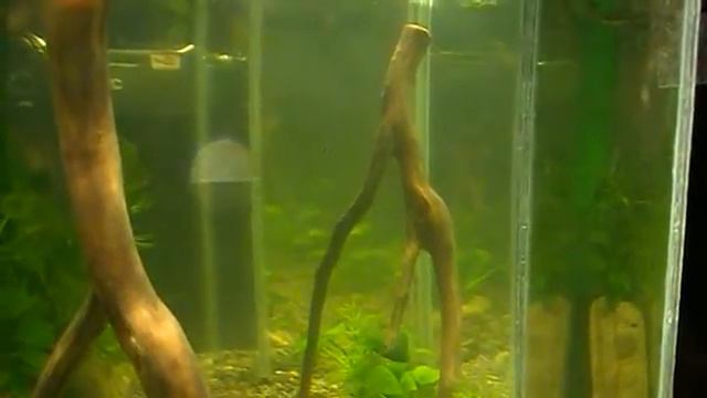 ПентАквариум смотреть онлайн