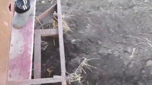 Посадка картофеля с одновременным внесением удобрений самодельной 2-х рядной картофелесажалкой.