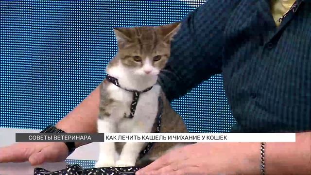 Как лечить кашель и чихание у кошек? смотреть онлайн