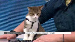 Как лечить кашель и чихание у кошек?