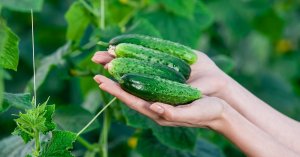 Ложка этой подкормки под огурцы и урожай некуда будет девать!