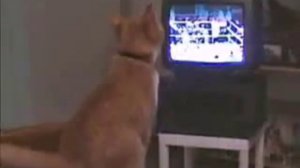 кошка смотрит ТВ и боксирует