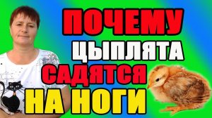 Почему цыплята садятся на ноги. Причины и решение проблемы.