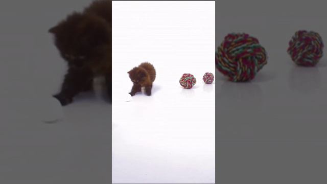 Насладитесь забавными моментами, когда маленькие котята играют весело и беззаботно! 🐾🎉