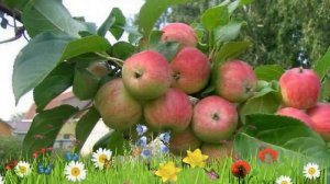 Яблоня обыкновенная Грушовка Московская ? Посадка. саженцы, крупномеры яблони: особенности сорта